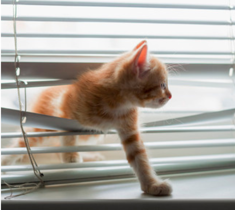 Welke raamdecoratie is geschikt voor je huisdieren?